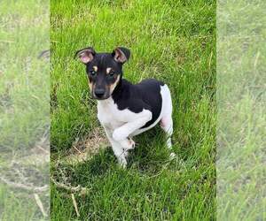 Rat Terrier Puppy for sale in PLAINFIELD, IN, USA