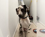Small Great Dane