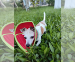 Small #1 Jack Russell Terrier