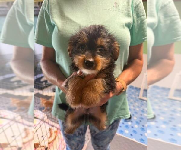 Medium Photo #1 Mutt Puppy For Sale in Jackson Township, NJ, USA