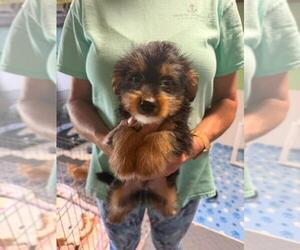 Mutt Dogs for adoption in Jackson Township, NJ, USA