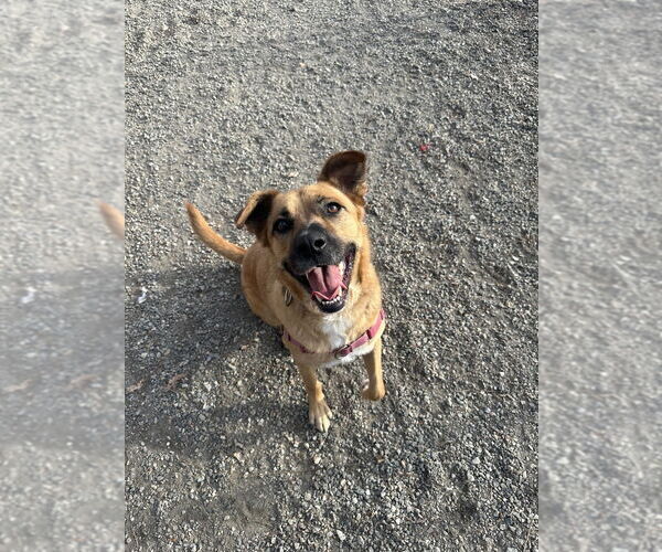 Medium Photo #2 Labrador Retriever-Unknown Mix Puppy For Sale in Elmsford, NY, USA