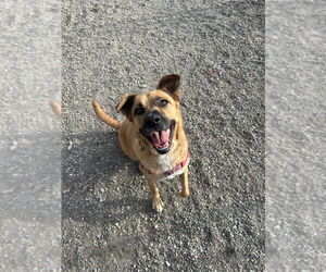 Scarlett - Female Labrador Retriever-Unknown Mix Dog for Adoption - Photo #2