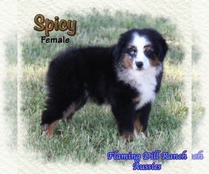 Miniature Australian Shepherd Puppy for Sale in FORESTBURG, Texas USA