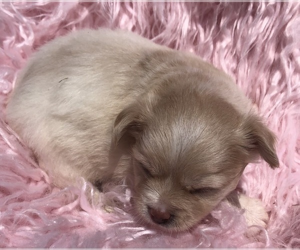 Medium Photo #5 Chihuahua Puppy For Sale in SHERMAN, TX, USA