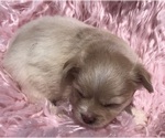 Small #4 Chihuahua