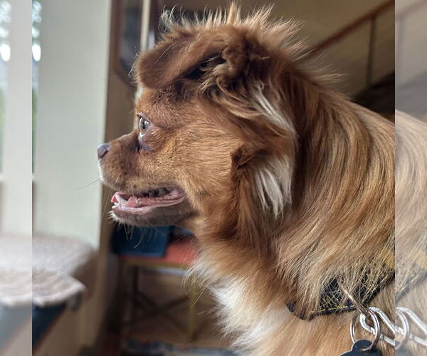 Medium Photo #2 Pomeranian-Unknown Mix Puppy For Sale in Bellevue, WA, USA