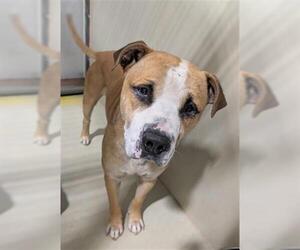 Mutt Dogs for adoption in Bakersfield, CA, USA