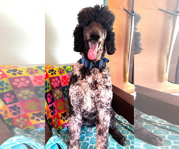 Medium Photo #16 Poodle (Standard) Puppy For Sale in Pacolet, SC, USA