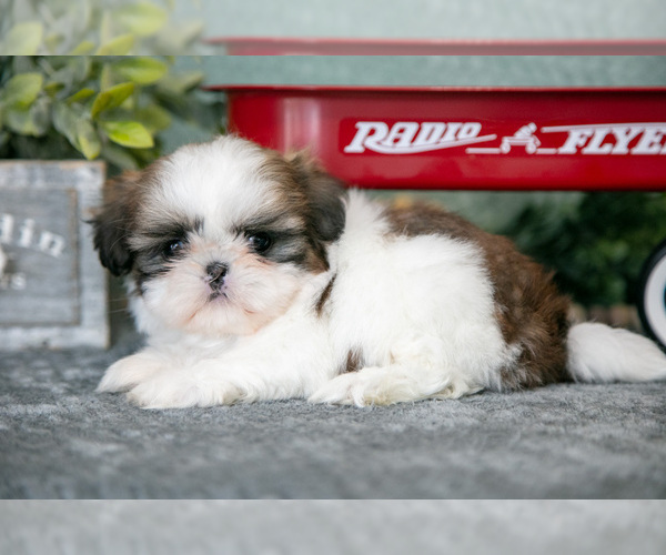 Medium Photo #1 Shih Tzu Puppy For Sale in CLARE, MI, USA