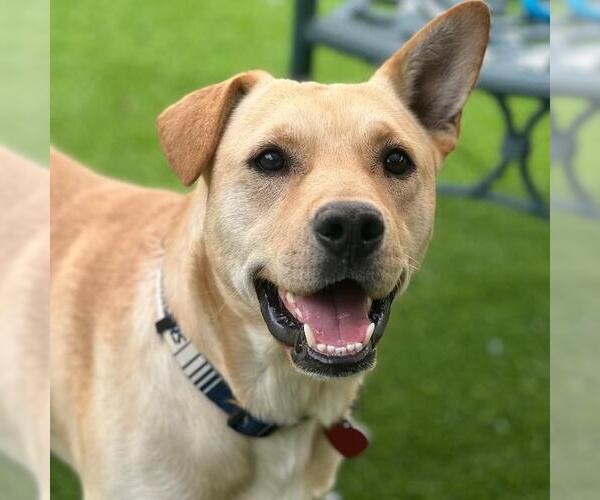 Medium Photo #1 Labrador Retriever-Unknown Mix Puppy For Sale in San Diego, CA, USA