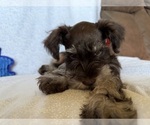 Small #2 Schnauzer (Miniature)