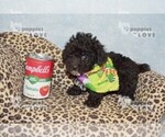 Small #4 Poodle (Toy)
