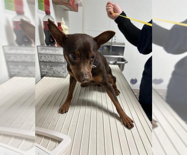 Medium Photo #1 Miniature Pinscher Puppy For Sale in Bakersfield, CA, USA