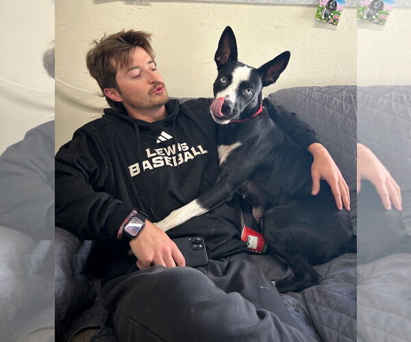 Medium Photo #3 Borador Puppy For Sale in GILBERTS, IL, USA