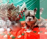 Small Photo #11 French Bulldog Puppy For Sale in BOSTON, KY, USA