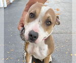 Small #2 American Pit Bull Terrier-Beagle Mix