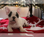 Small Photo #13 French Bulldog Puppy For Sale in OSHKOSH, WI, USA