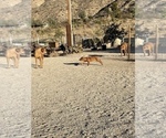 Small Photo #19 Rhodesian Ridgeback Puppy For Sale in MORONGO VALLEY, CA, USA