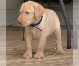 Labrador Retriever Puppy for sale in SPOTSYLVANIA, VA, USA