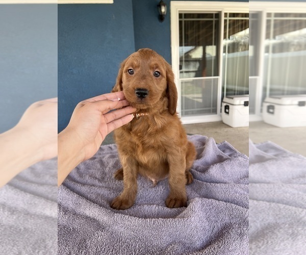 Medium Photo #4 Goldendoodle (Miniature) Puppy For Sale in FONTANA, CA, USA