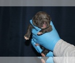 Small #35 American Bully
