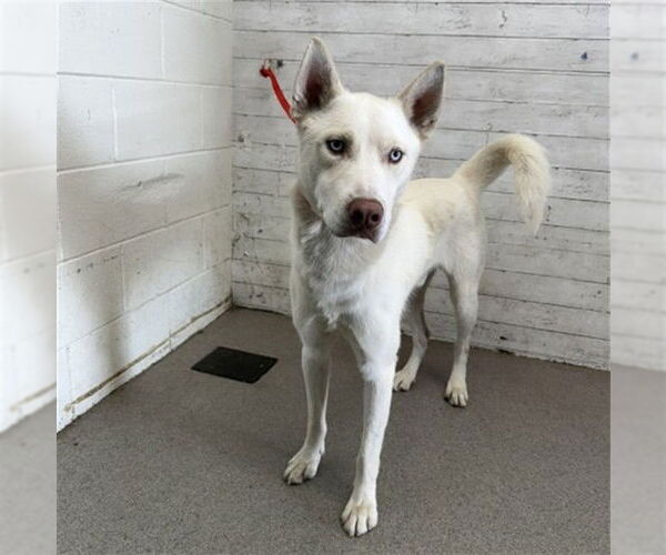 Medium Photo #1 Siberian Husky-Unknown Mix Puppy For Sale in San Bernardino, CA, USA