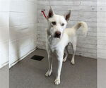 Small Siberian Husky Mix