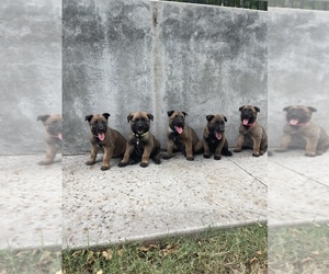 Belgian Malinois Puppy for sale in IRVING, TX, USA