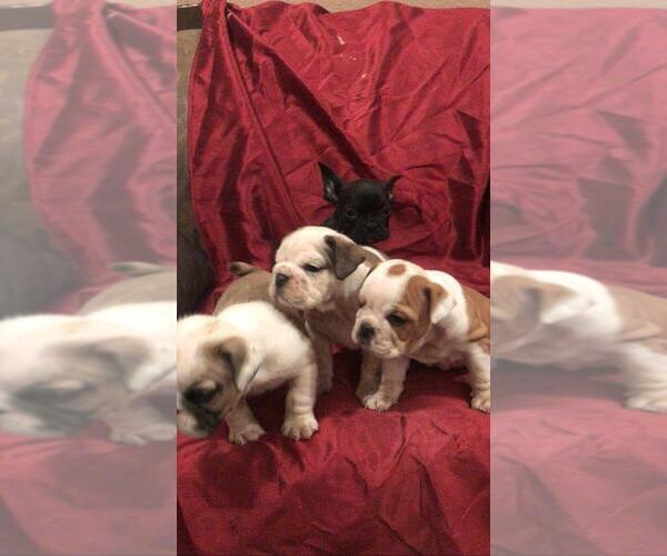 Medium Photo #1 English Bulldog Puppy For Sale in ALBUQUERQUE, NM, USA