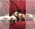 Small Photo #1 English Bulldog Puppy For Sale in ALBUQUERQUE, NM, USA