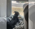 Small #6 American Pit Bull Terrier Mix