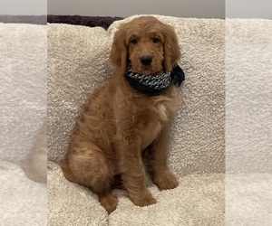Goldendoodle Puppy for sale in CLARKSVILLE, TN, USA