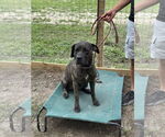 Small #5 Neapolitan Mastiff Mix