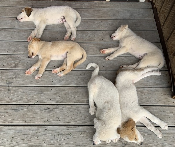 Medium Photo #1 English Shepherd-Great Pyrenees Mix Puppy For Sale in WEST LEXINGTON, VA, USA