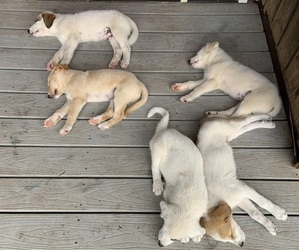 English Shepherd-Great Pyrenees Mix Litter for sale in WEST LEXINGTON, VA, USA