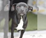Small #1 Labrador Retriever Mix