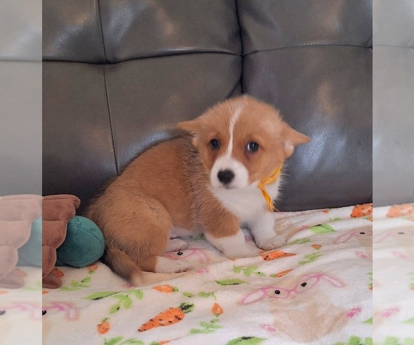 Medium Photo #6 Pembroke Welsh Corgi Puppy For Sale in ARROYO GRANDE, CA, USA