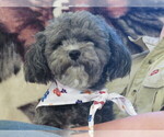 Small Photo #1 ShihPoo Puppy For Sale in DONGOLA, IL, USA