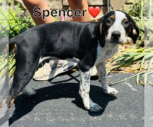 Mutt Dogs for adoption in Sterling, MA, USA