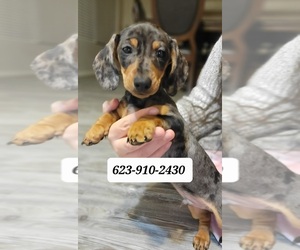 Dachshund Puppy for sale in GOODYEAR, AZ, USA
