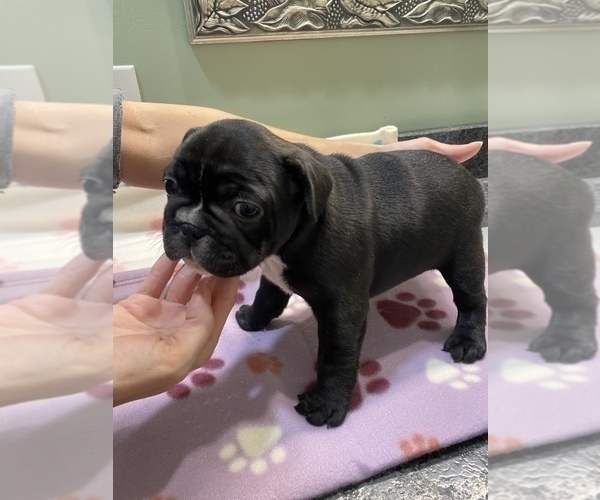 Medium Photo #1 French Bulldog Puppy For Sale in MADISON, OH, USA