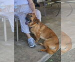 Small #2 Basset Retriever