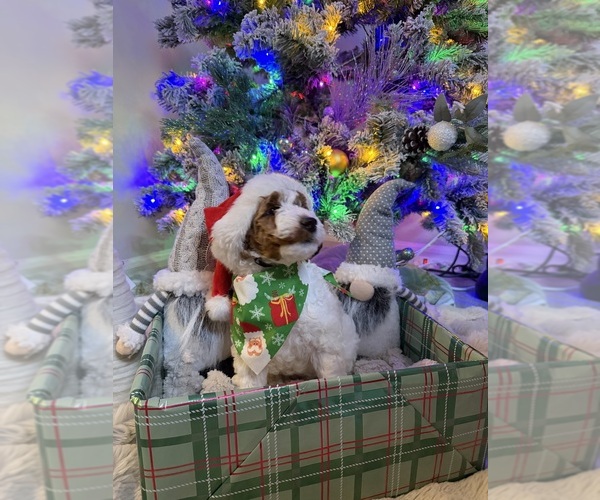 Medium Photo #4 Goldendoodle mix (+ Poodle Miniature) Puppy For Sale in BRONX, NY, USA