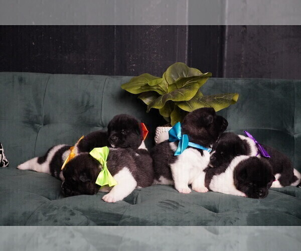Medium Photo #1 Akita Puppy For Sale in MCDONOUGH, GA, USA
