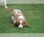 Small #1 Basset Hound