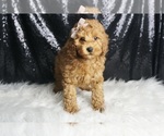 Puppy 11 Poodle (Toy)