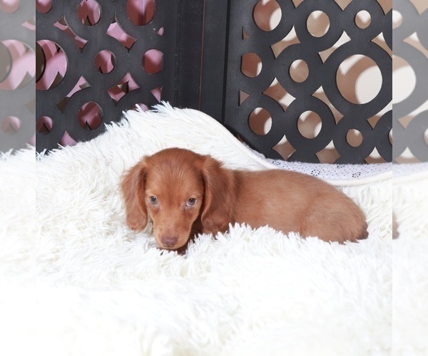 Medium Photo #1 Dachshund Puppy For Sale in MOUNT VERNON, OH, USA