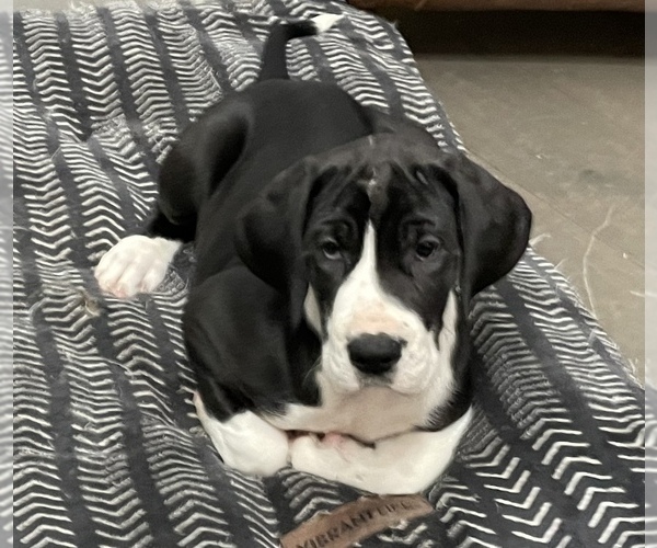 Medium Photo #4 Great Dane Puppy For Sale in LAFAYETTE, IN, USA