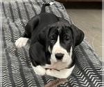 Small Photo #4 Great Dane Puppy For Sale in LAFAYETTE, IN, USA